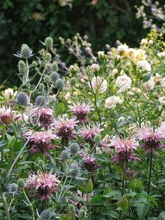 some pink and white flowers are in the grass