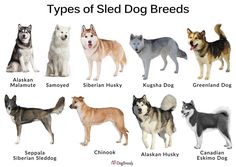 there are many types of sled dog breeds