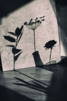 a black and white photo of a flower casting a shadow on the wall next to it