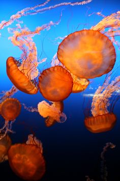 several orange jellyfish swimming in the water