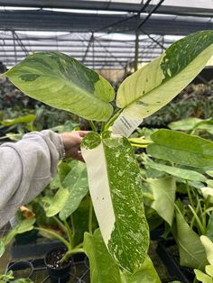 a person holding onto a green plant in a greenhouse