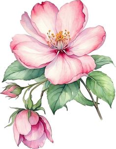 a pink flower with green leaves and buds on a white background is featured in this watercolor painting