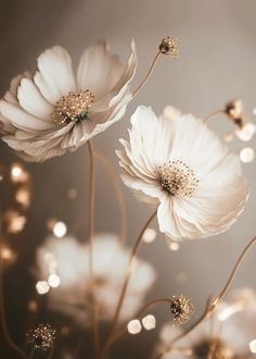 three white flowers are in the middle of some gold flecks on a gray background