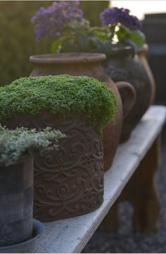 several pots with plants growing on them sitting on a bench outside in the sun light