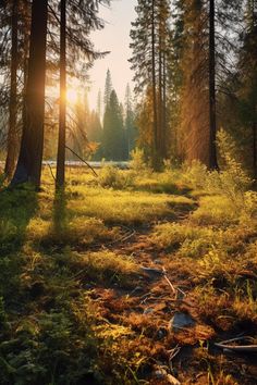 the sun shines through the trees and grass in an area with tall pine trees