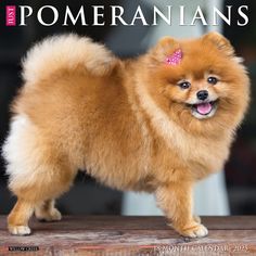 a small brown dog standing on top of a wooden table