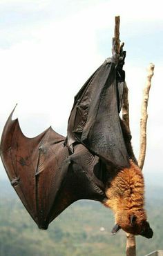 a bat hanging upside down on a tree branch