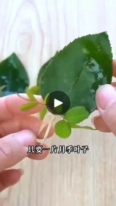 someone is holding a plant with leaves in their hands and the words are written in english