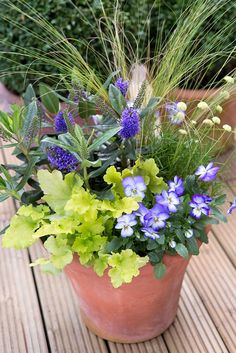 a potted plant with blue and green flowers