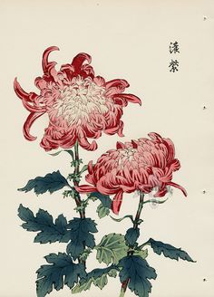 Crisantemo Tattoo, Japanese Chrysanthemum, Illustration Nature, Lino Cut, Chrysanthemum Flower, Plant Drawing