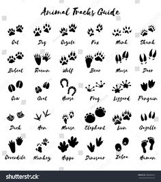 the animal tracks guide for all types of animals and their names in black on a white background