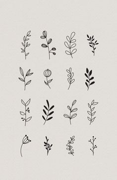 different types of plants drawn in black ink