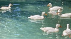 several ducks are swimming in the water together