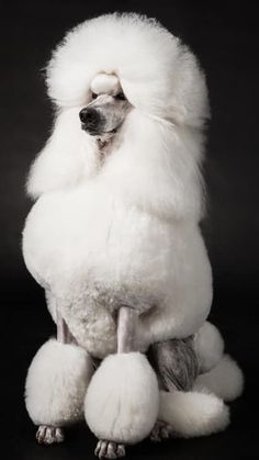 a white poodle sitting on top of a black floor next to a gray background