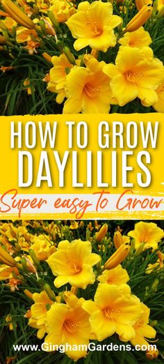 yellow flowers with text overlay how to grow daylilies super easy to grow