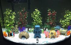 an aquarium filled with lots of different types of plants