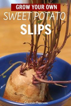 a close up of a plant in a bowl with text overlay reading grow your own sweet potato slips