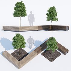 three trees are shown in different stages of growth, and one is growing from the ground