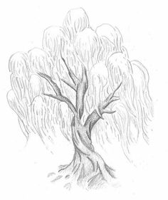 a pencil drawing of a tree with lots of leaves