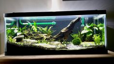 an aquarium filled with plants and rocks on top of a wooden table next to a wall