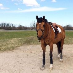 a brown horse standing on top of a dirt field