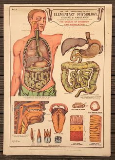 an old medical poster with pictures of human body and organs on it's side