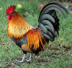 a colorful rooster standing in the grass