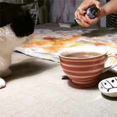 a black and white cat sitting next to a coffee cup