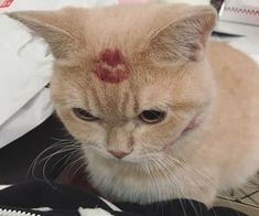 a cat with a red spot on it's forehead