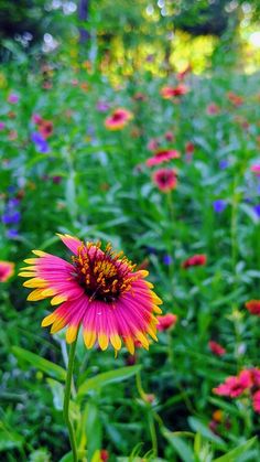 a field full of colorful flowers with trees in the background