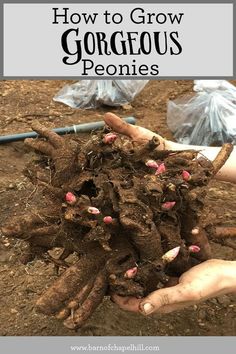 someone holding up some roots in their hands with the words how to grow gorgeous peonies