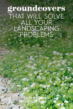 the ground covers that will solve all your landscaping problems cover image shows flowers and rocks