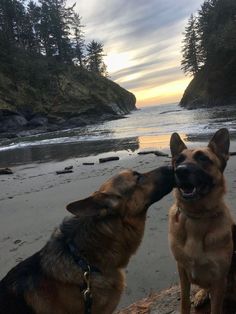 two german shepherd dogs sitting on the beach with their noses to each other as the sun sets