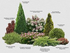 the different types of trees and shrubs are shown in this graphic style, with their names