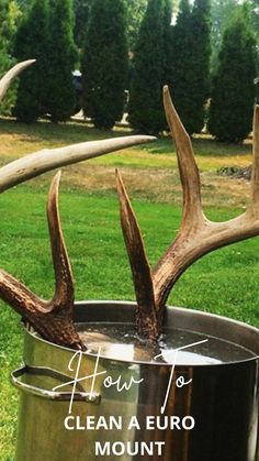 two deer antlers sticking out of a bucket with the words how to clean a euro mount