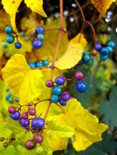 berries are growing on the branches of some trees in the fall season, with yellow leaves surrounding them