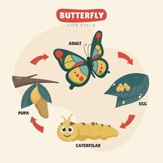 the life cycle of a butterfly