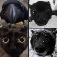 four pictures of different types of animals in black and white, including a bird, a crow, and a wolf