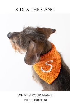 a dog wearing an orange bandana with the number 5 on it