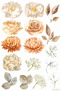 various flowers and leaves on a white background