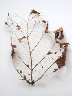 a dead leaf is shown on a white surface