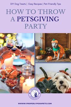 how to throw a pet - friendly halloween party for your dog, cat and other pets