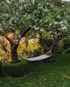 a hammock hanging between two trees in a grassy area with sun shining through the leaves