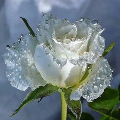 a white rose with water droplets on it