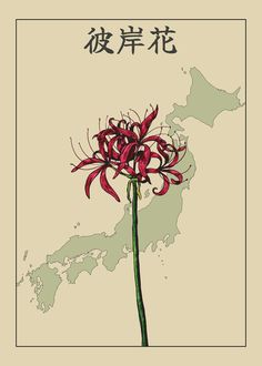 A Red spider Lily als know as the grave flower Lily Wallpaper, Japanese Quotes, Plant Book, Japanese Flowers