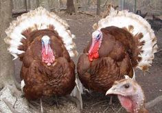 two turkeys are standing next to each other