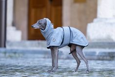 a dog wearing a coat standing in front of a building on a cobblestone street