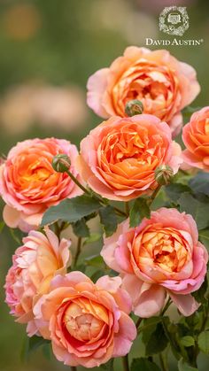 a bunch of pink flowers with green leaves