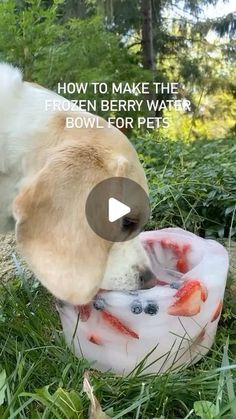 a dog eating out of a bowl on the grass with trees in the background and text overlay that reads how to make the frozen berry water bowl for pets