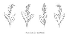 four different types of lily of the valley flowers on a white background, line art